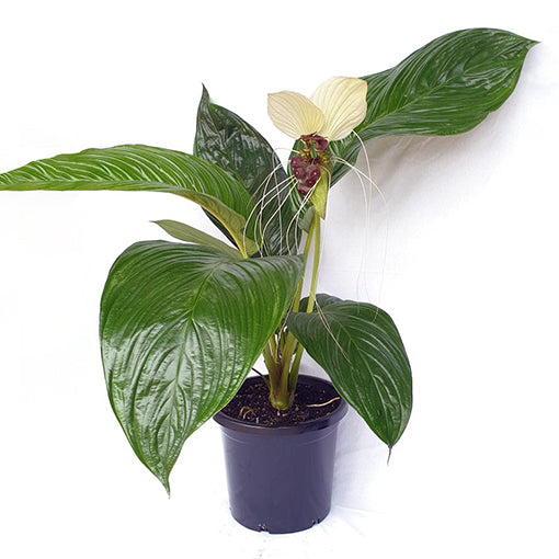 Bat Plant White - Tacca integrifolia 200mm