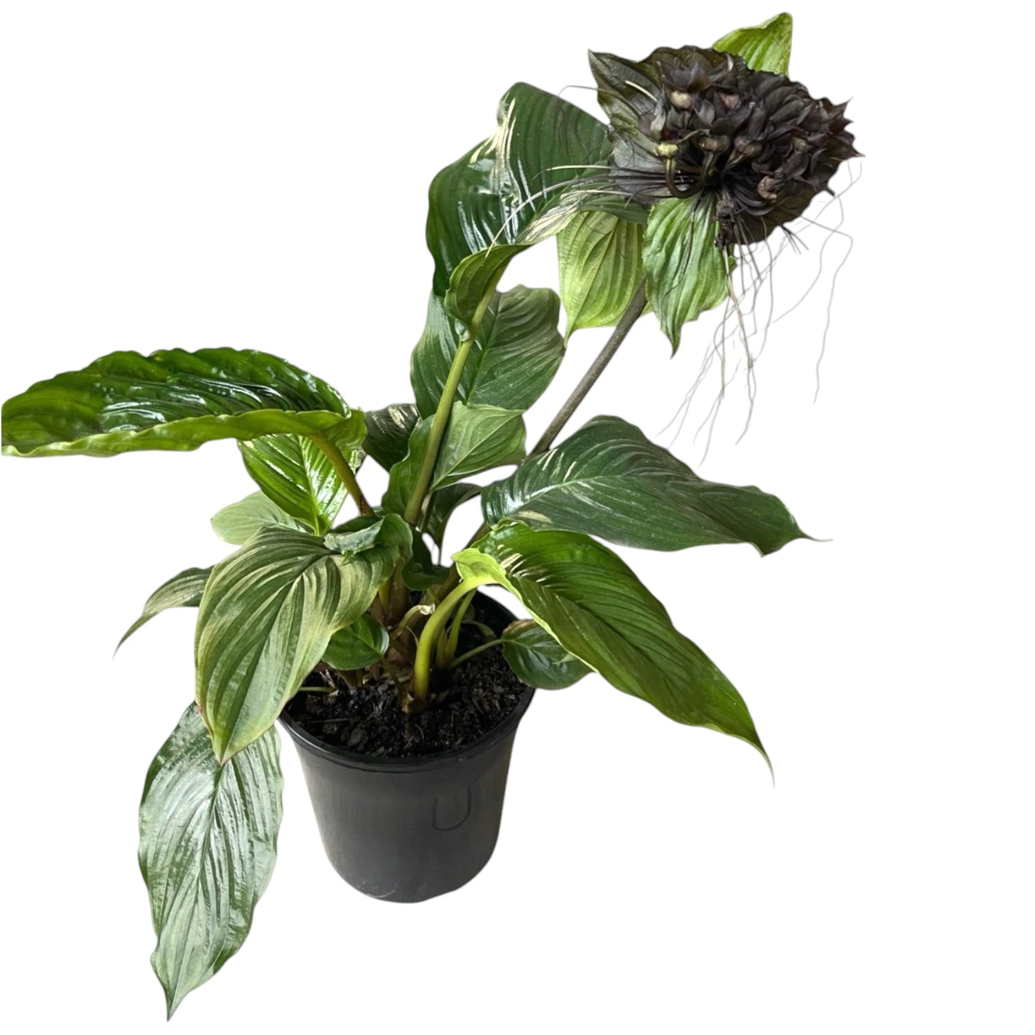 Black Bat Plant - Tacca chantrieri 200mm