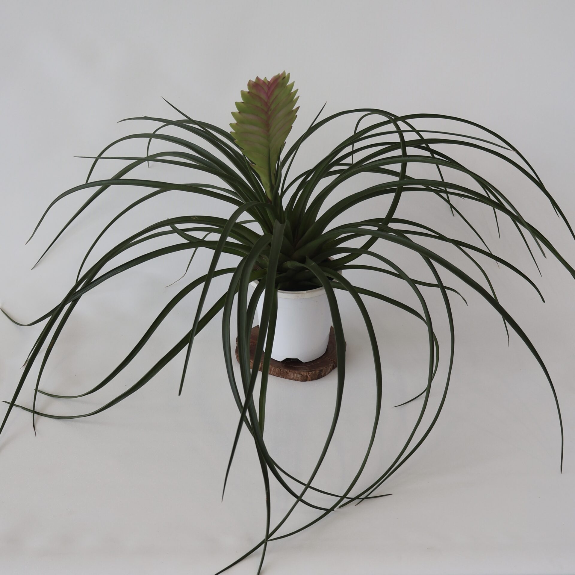 Tillandsia Cyanea 90mm