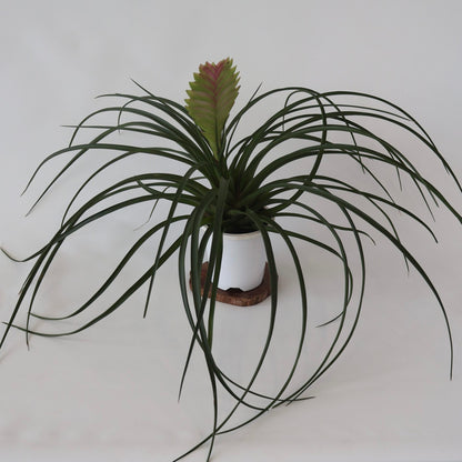 Tillandsia Cyanea 90mm