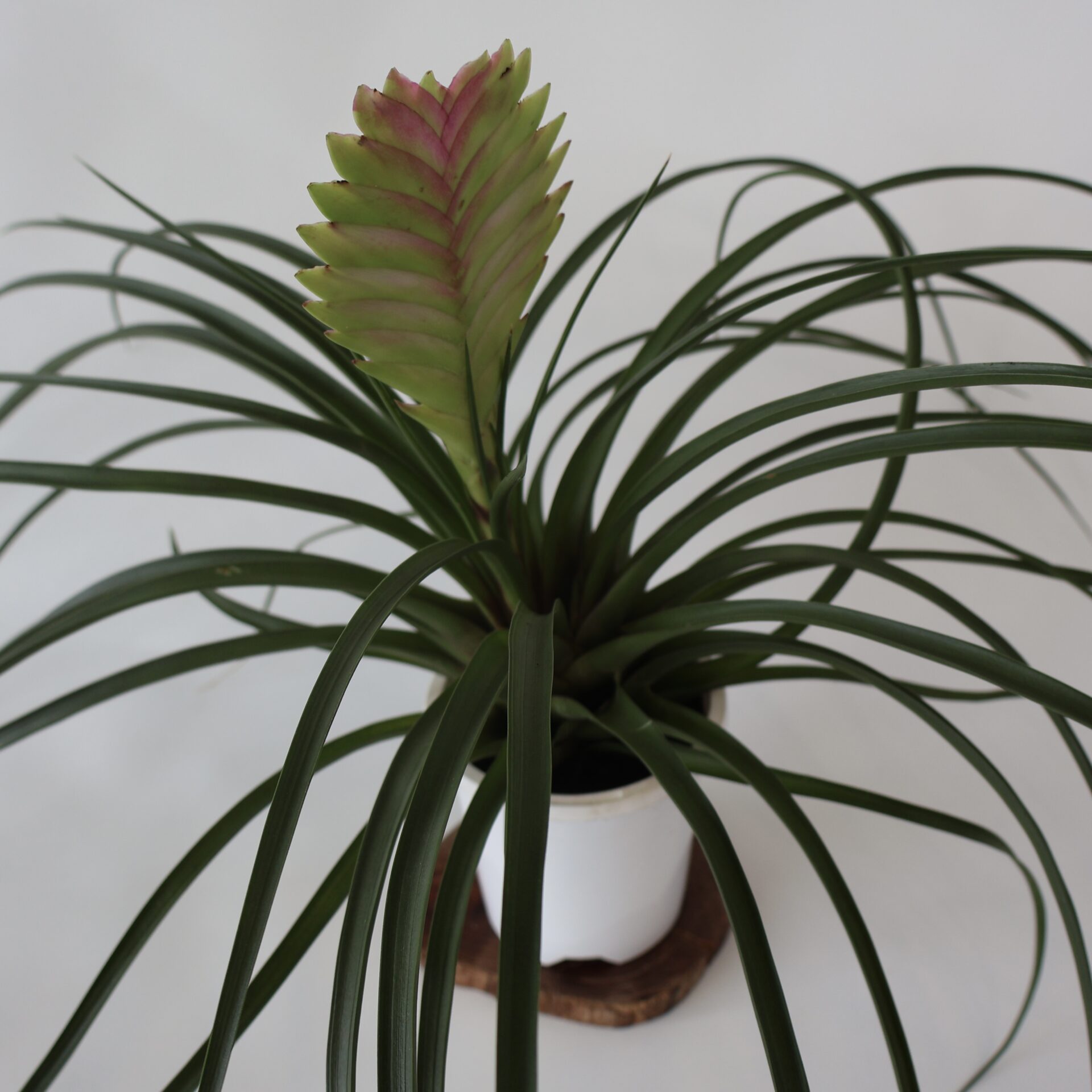 Tillandsia Cyanea 90mm