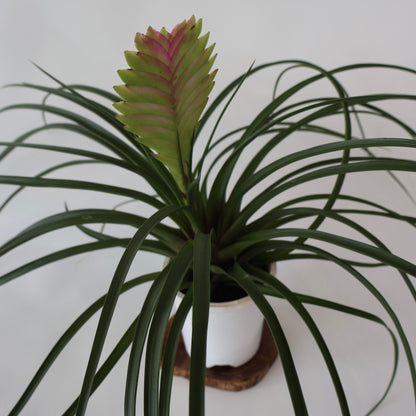 Tillandsia Cyanea 90mm