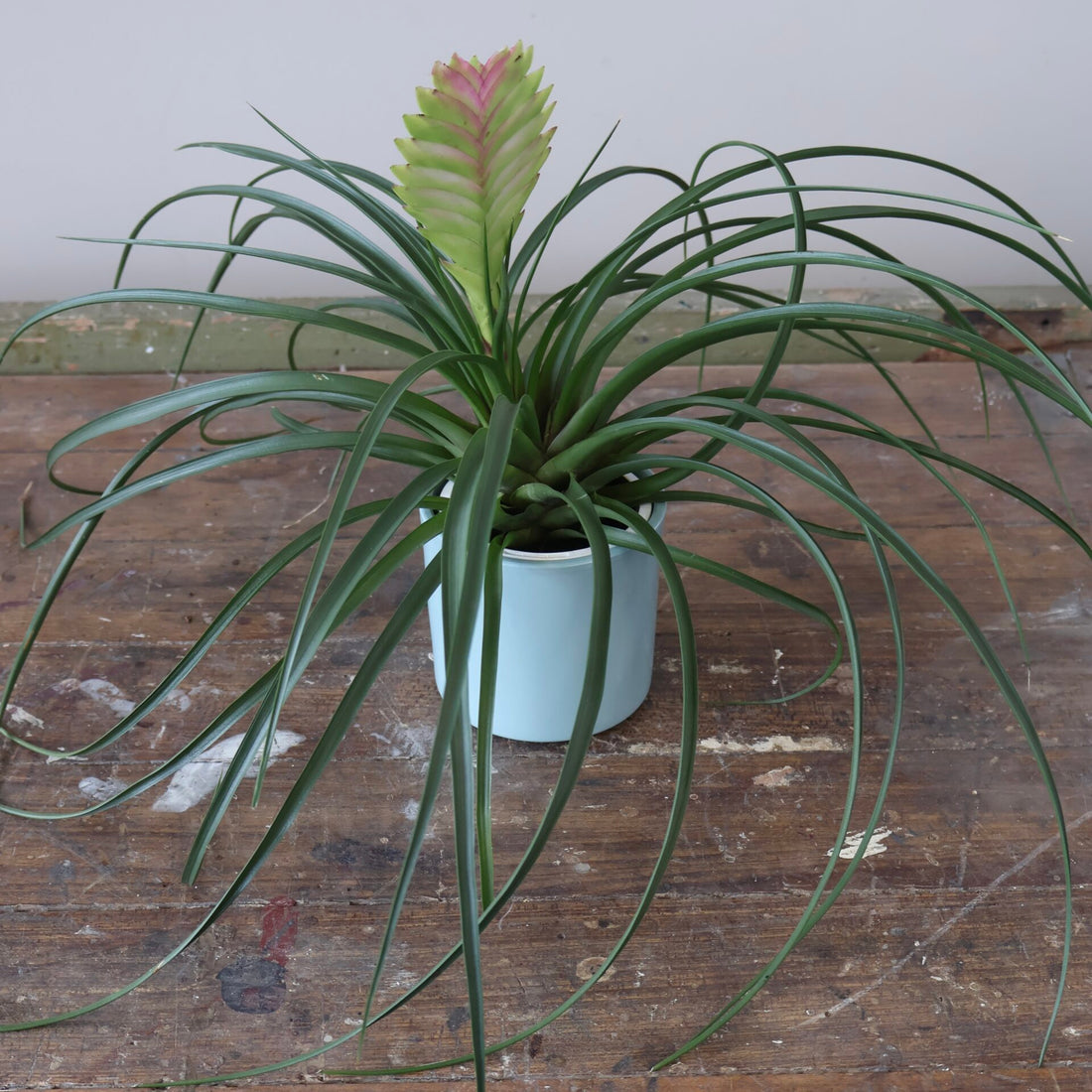 Tillandsia Cyanea 90mm