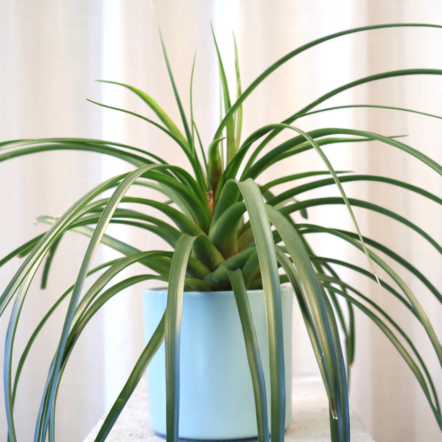 Tillandsia Cyanea 90mm