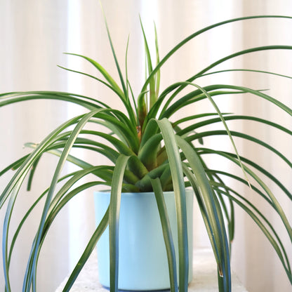 Tillandsia Cyanea 90mm