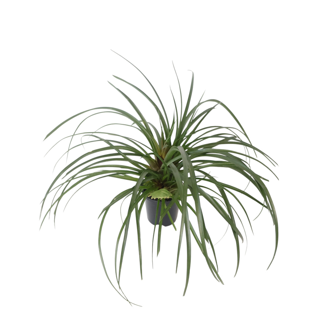 Tillandsia Cyanea 90mm