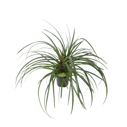 Tillandsia Cyanea 90mm