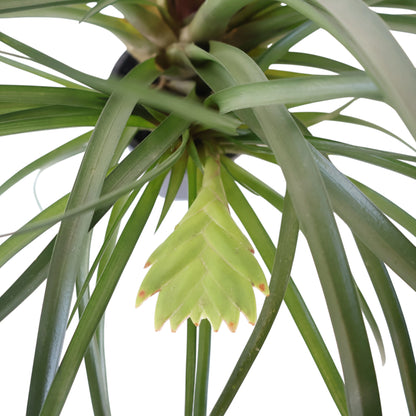 Tillandsia Cyanea 90mm
