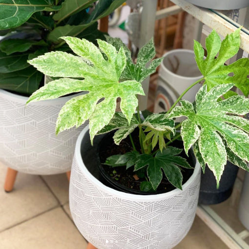 Fatsia japonica - Spider Web 200mm