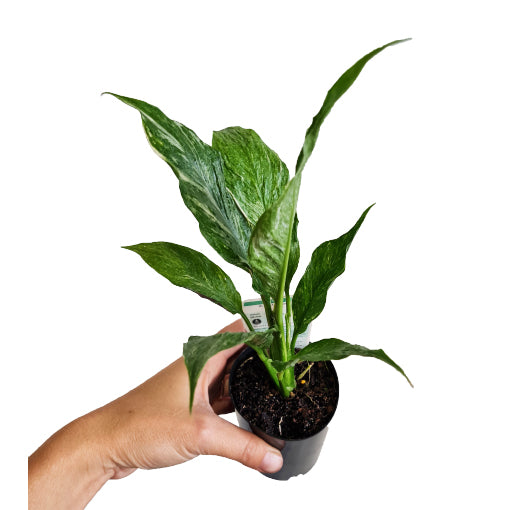 Spathiphyllum Domino - Peace Lily Variegated 70mm