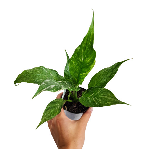 Spathiphyllum Domino - Peace Lily Variegated 70mm