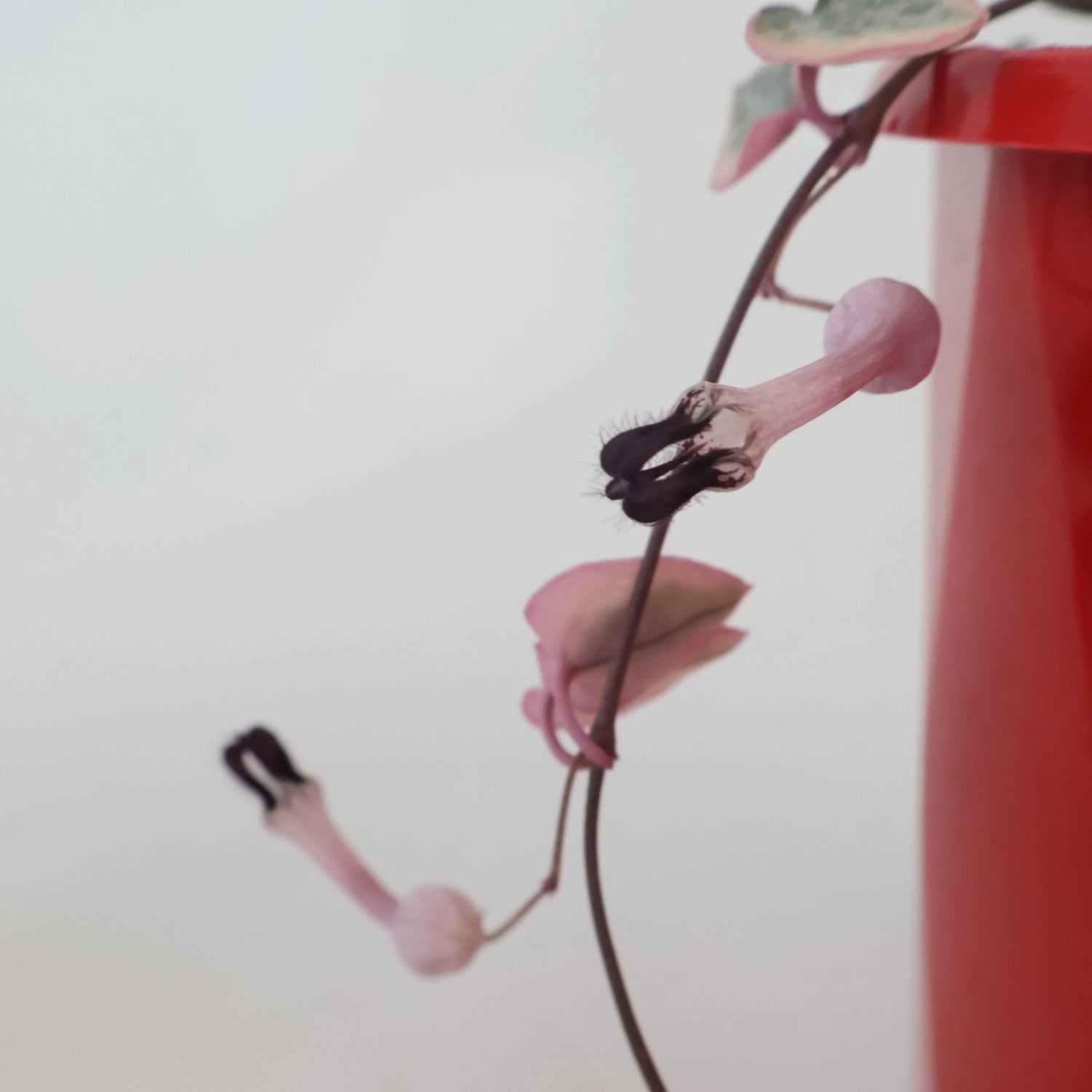 Variegated Chain Of Hearts - Ceropegia Woodii Variegata 130mm