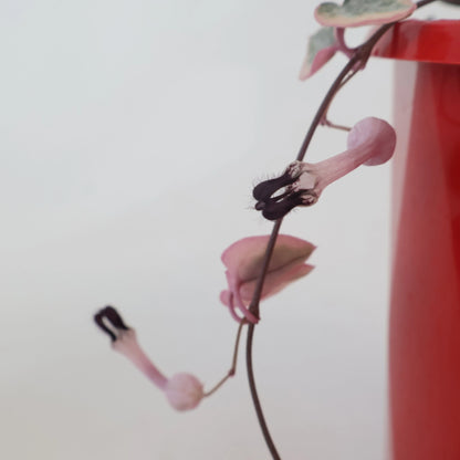 Variegated Chain Of Hearts - Ceropegia Woodii Variegata 130mm