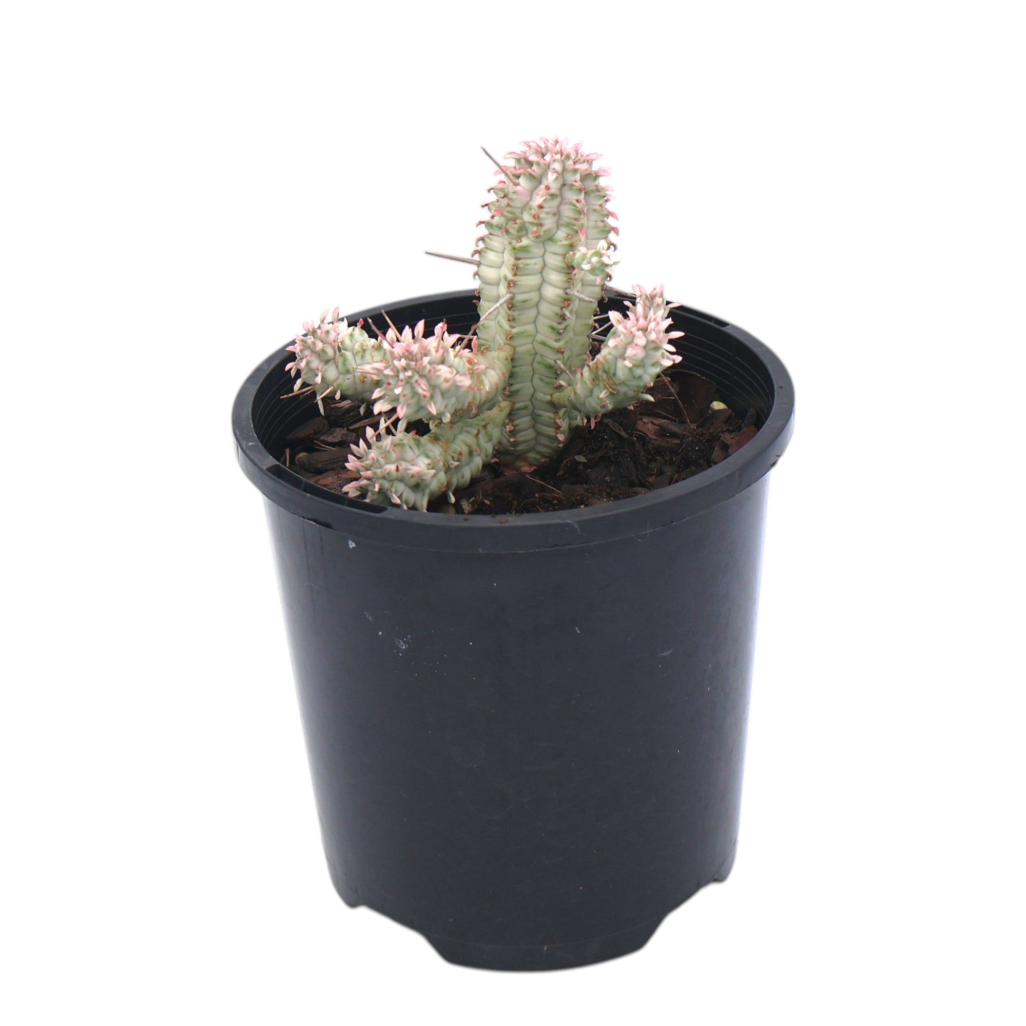 Corn Cob Cactus - Euphorbia Mammillaris variegata white 100mm