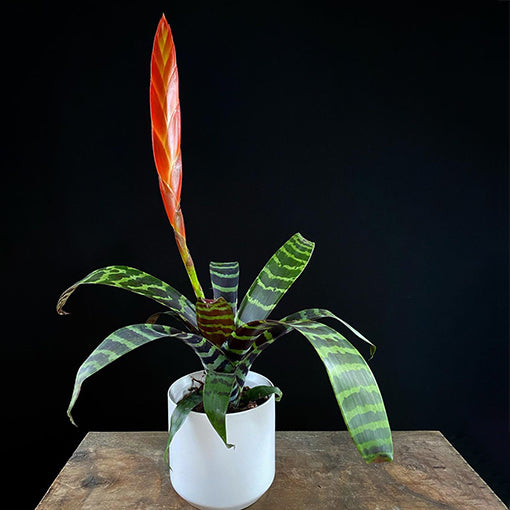 Vriesea Bromeliad 120mm