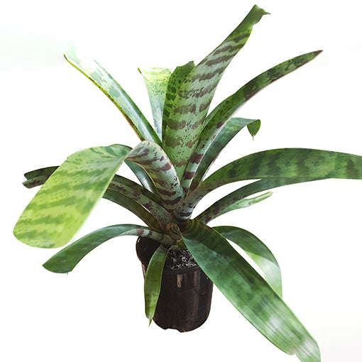 Vriesea Bromeliad 120mm