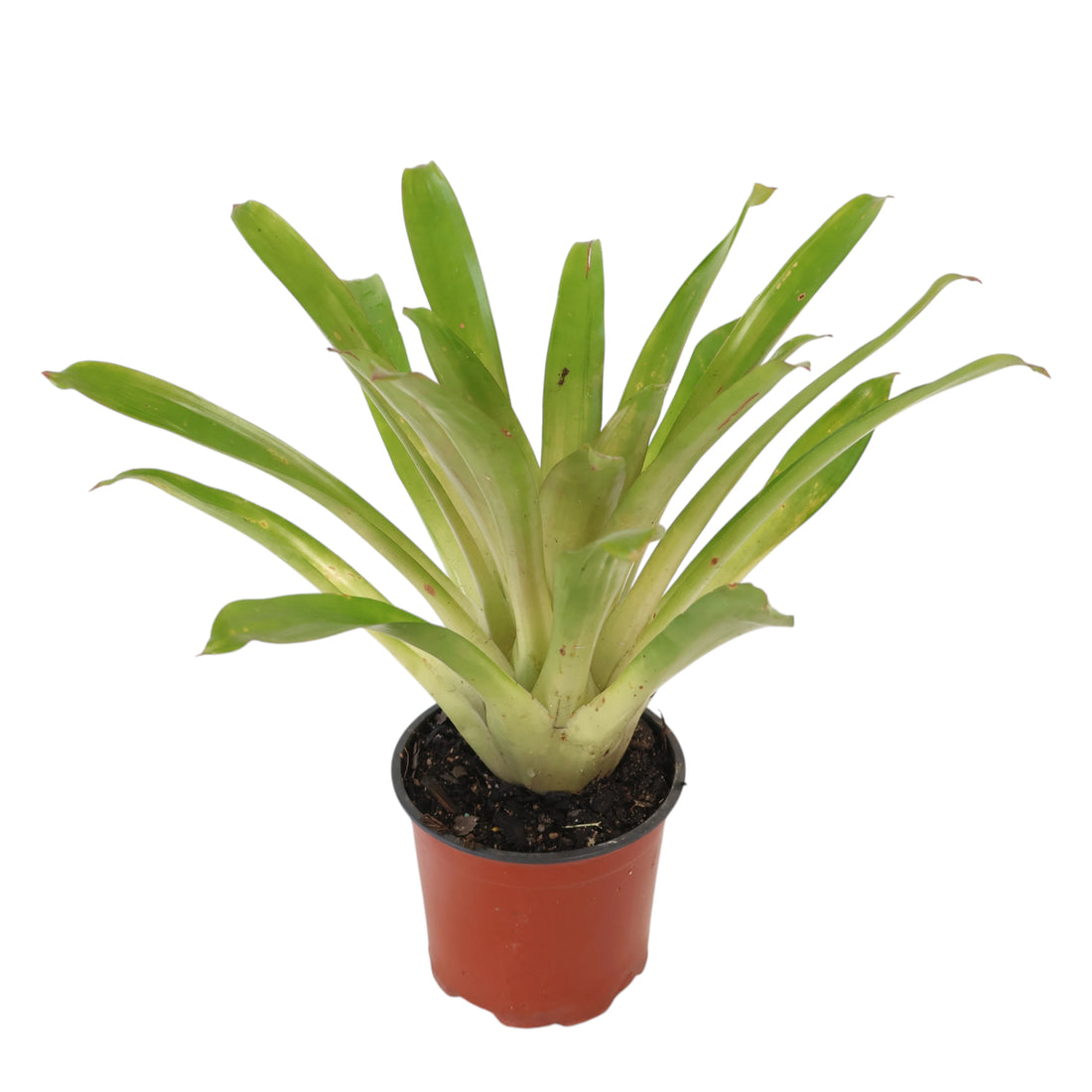 Vriesea Bromeliad assort 120mm