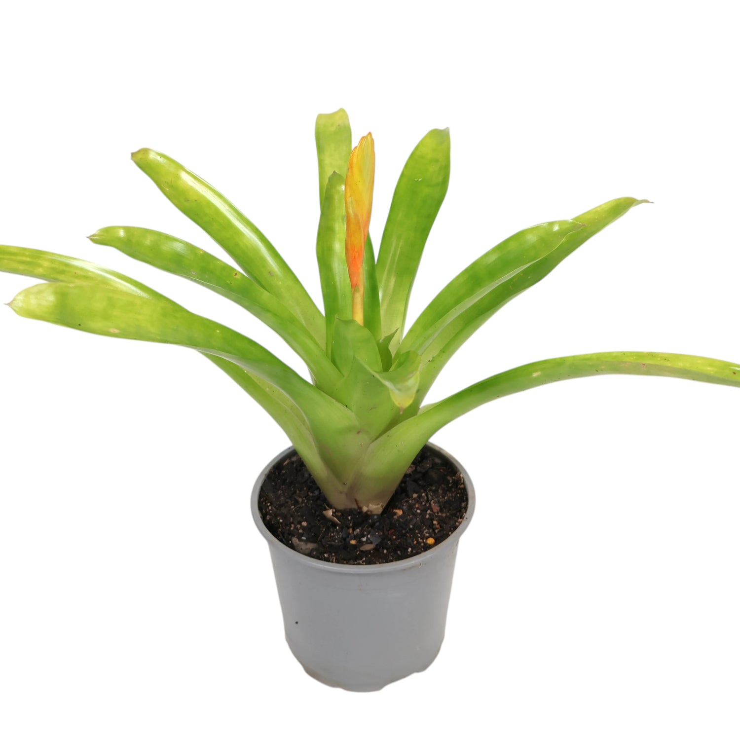 Vriesea Bromeliad assort 120mm