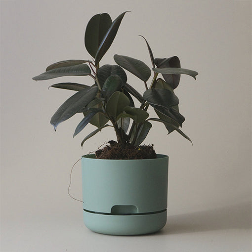Self Watering Plant Pot 250mm Cabinet Green