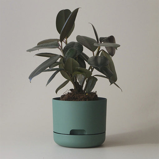 Self Watering Plant Pot 215mm Moss