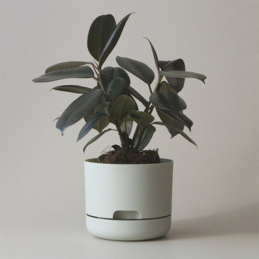 Self-watering Plant Pot 170mm Fog