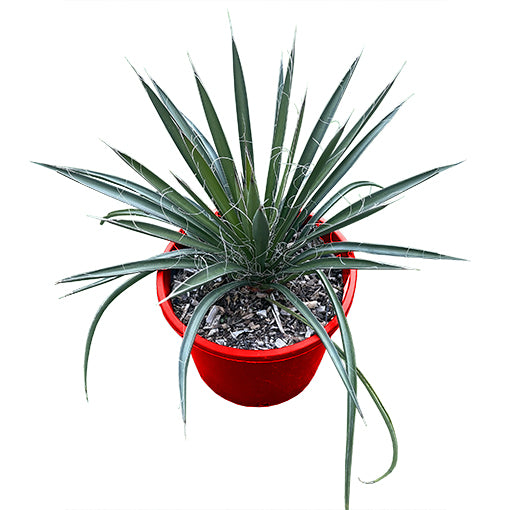 Yucca Filifera 130mm