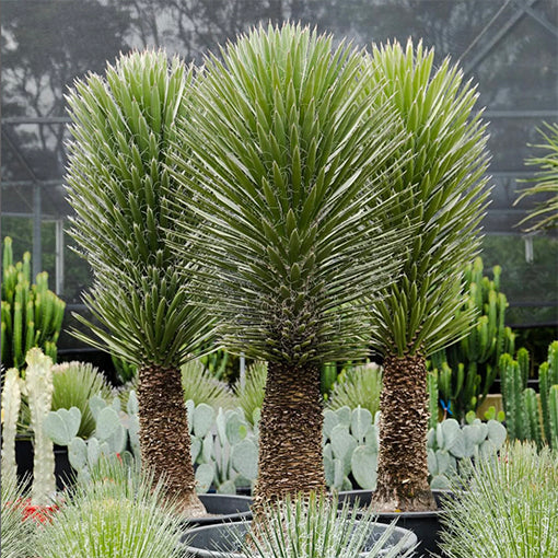 Yucca Filifera 130mm