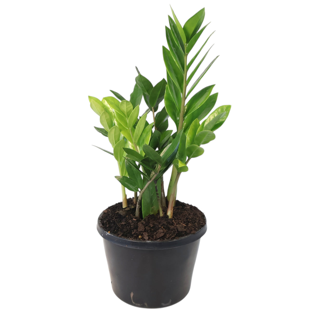 Zanzibar Gem - Zamioculcas zamiifolia 140mm