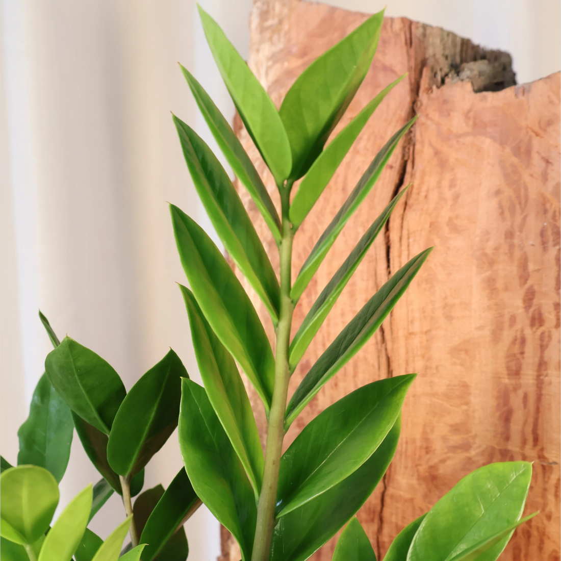Zanzibar Gem - Zamioculcas zamiifolia 140mm