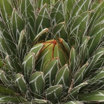 Agave Filifera 130mm