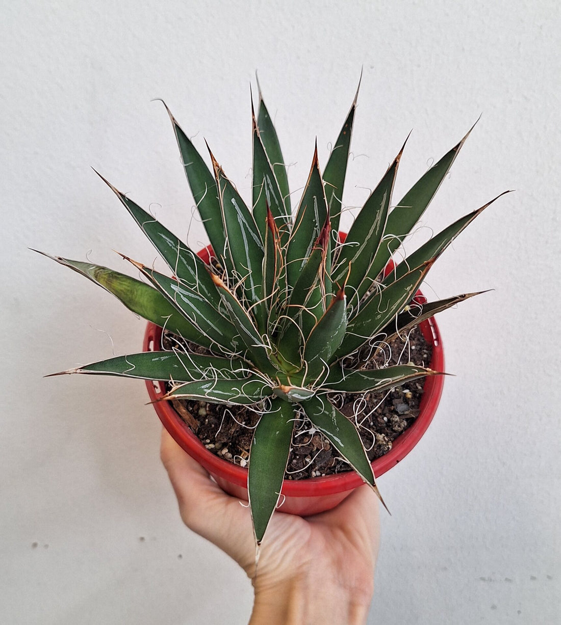 Agave Filifera 130mm