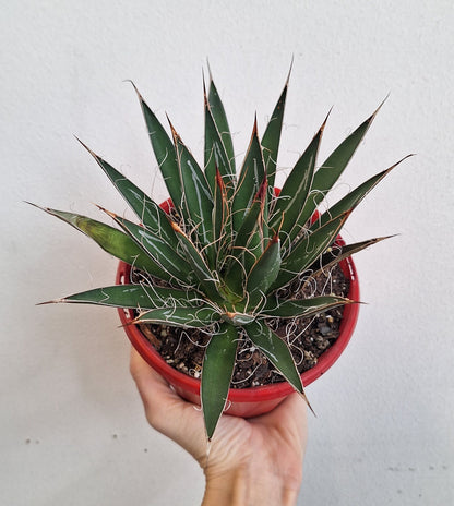 Agave Filifera 130mm