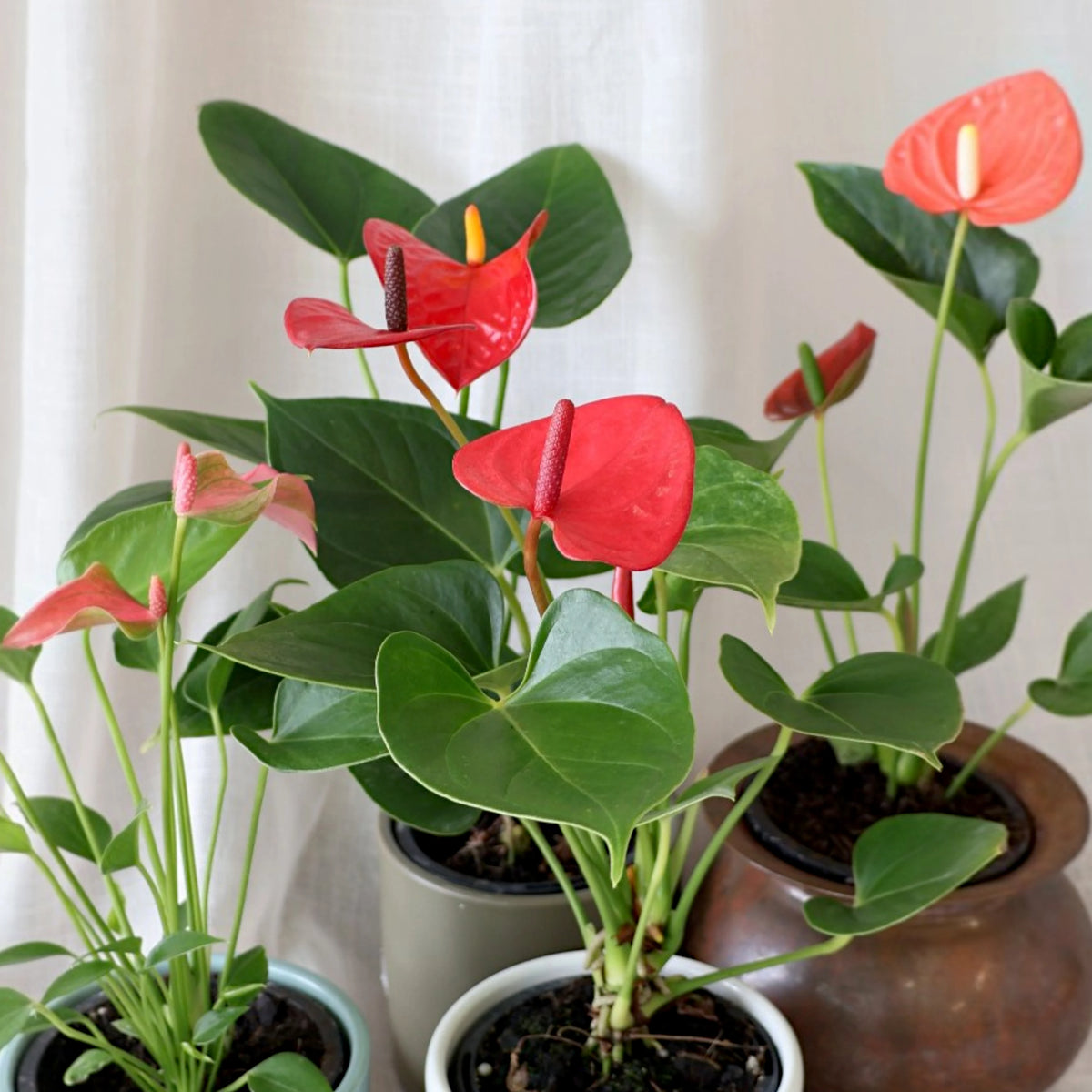 Anthurium Assorted 90mm