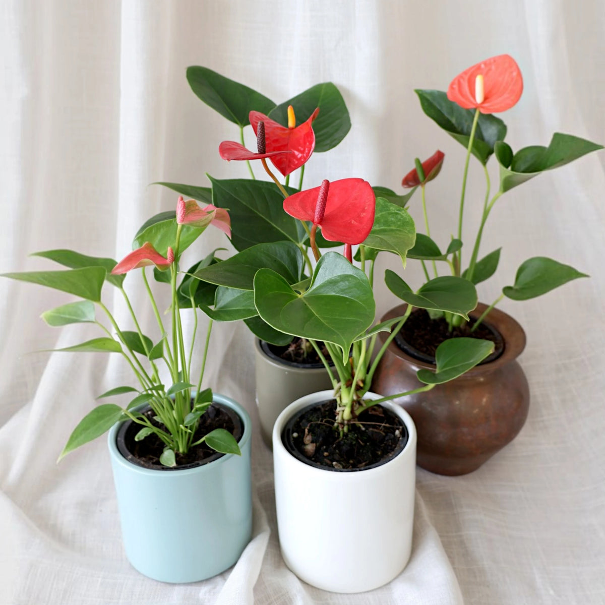 Anthurium Assorted 90mm