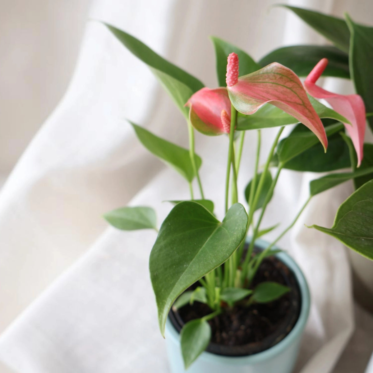 Anthurium Assorted 90mm