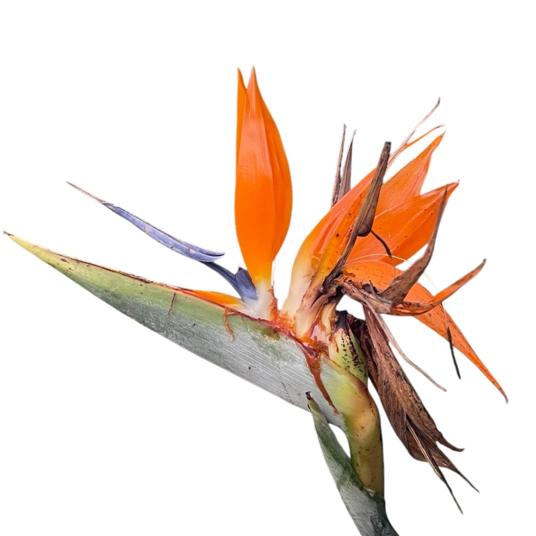 Strelitzia Regina 200mm