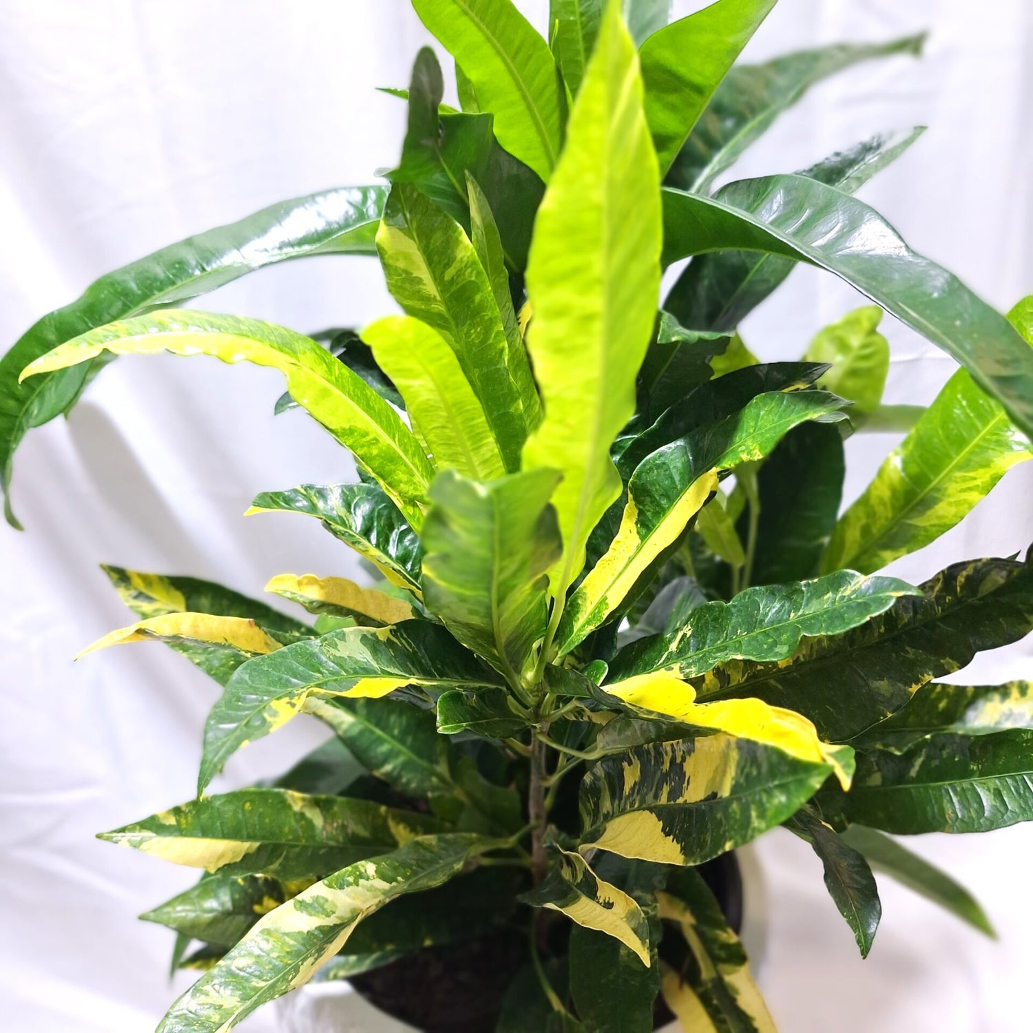 Croton Codiaeum Variegatum Eburneum 250mm