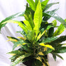 Croton Codiaeum Variegatum Eburneum 250mm