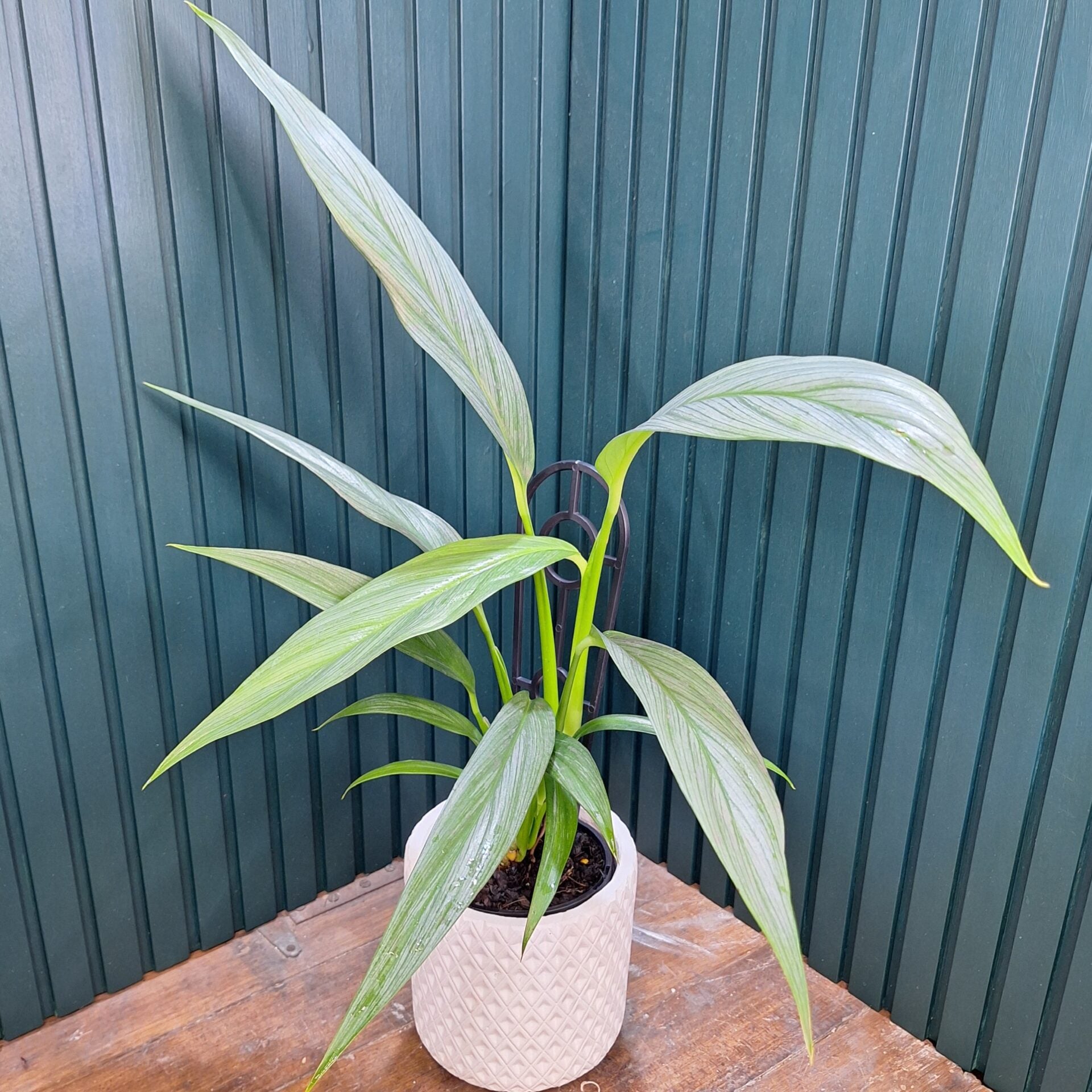 Epipremnum Amplissimum Silver Spirit 125mm