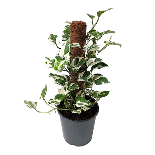 Epipremnum aureum - Pothos Snow Queen 170mm HB