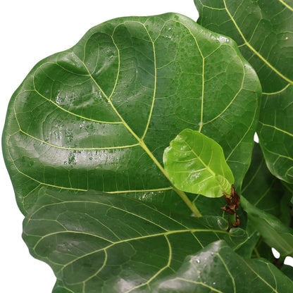 Ficus Lyrata 400mm