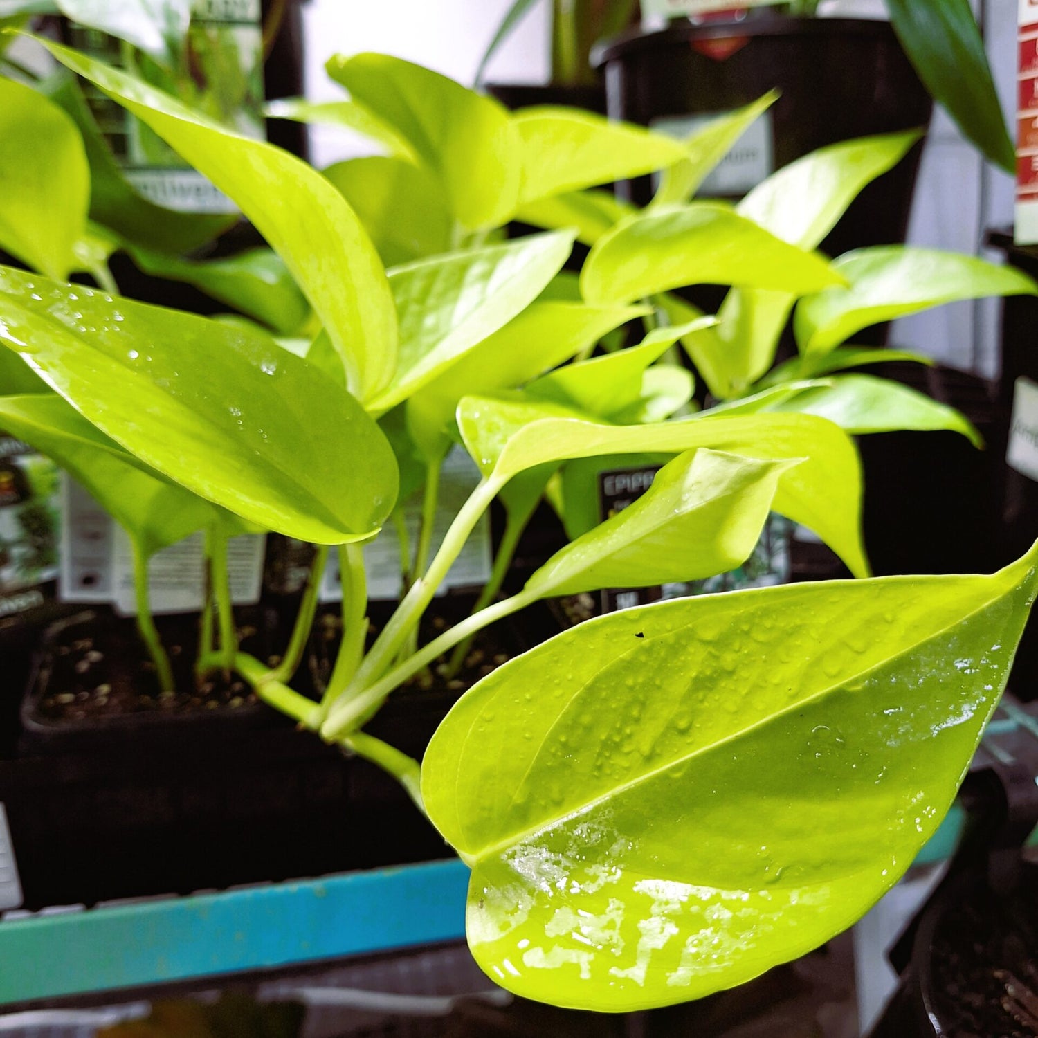Epipremnum Aureum Goldilocks 70mm