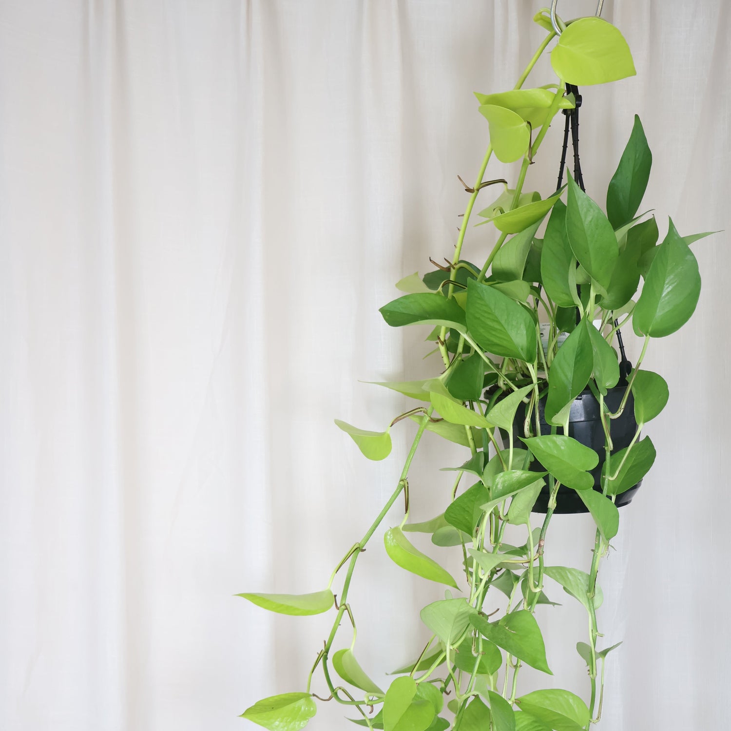 Pothos Goldilocks - Epipremnum Aureum 170mm HB