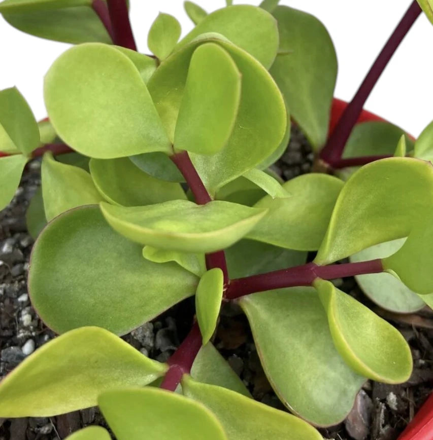 Portulacaria afra Macrophylla - Large leaf 100mm