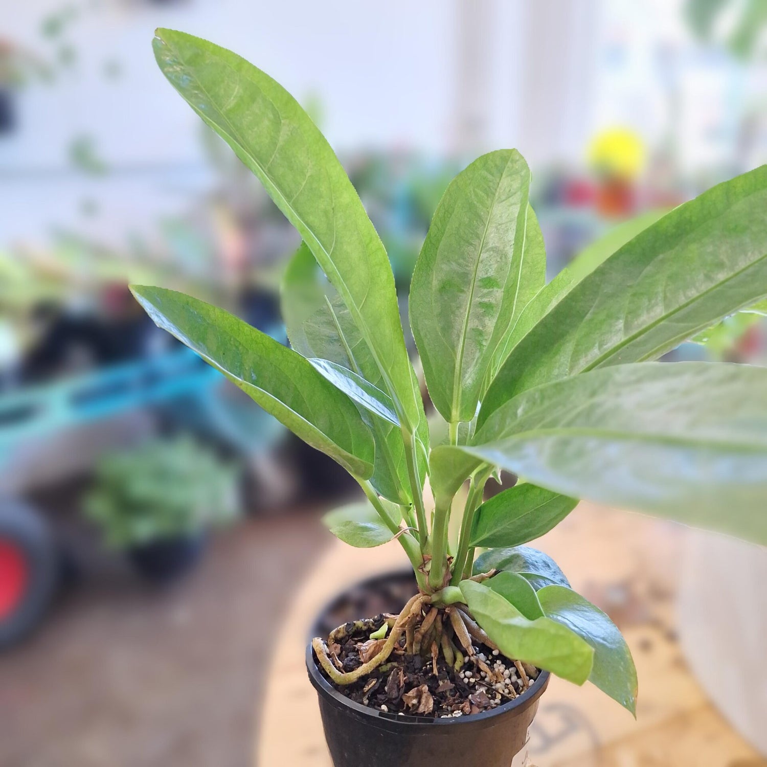 Anthurium Jungle Bush 140mm