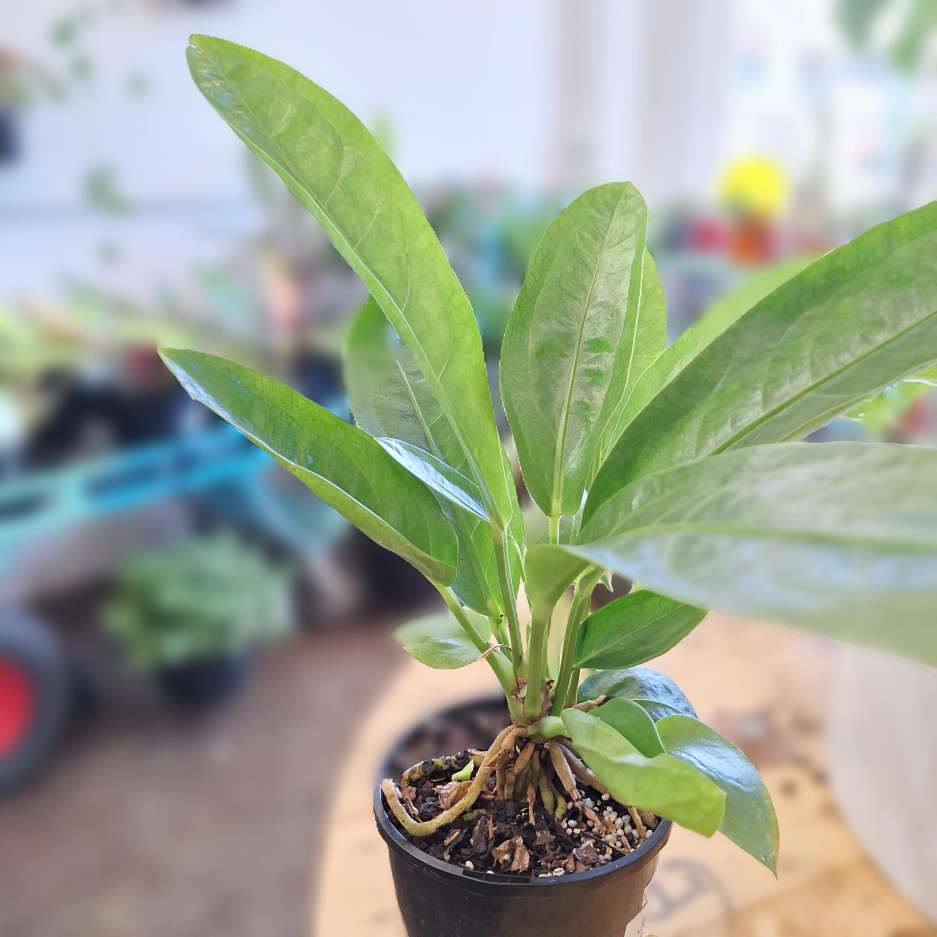 Anthurium Jungle Bush 140mm
