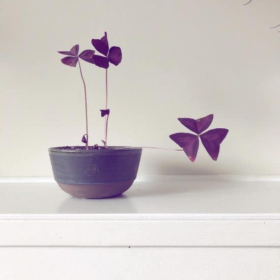 Oxalis Triangularis - Purple Shamrock 125mm