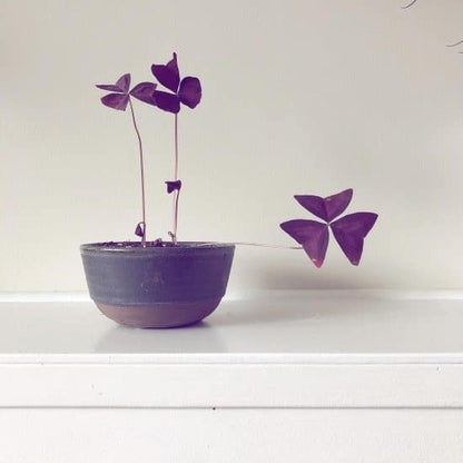 Oxalis Triangularis - Purple Shamrock 125mm