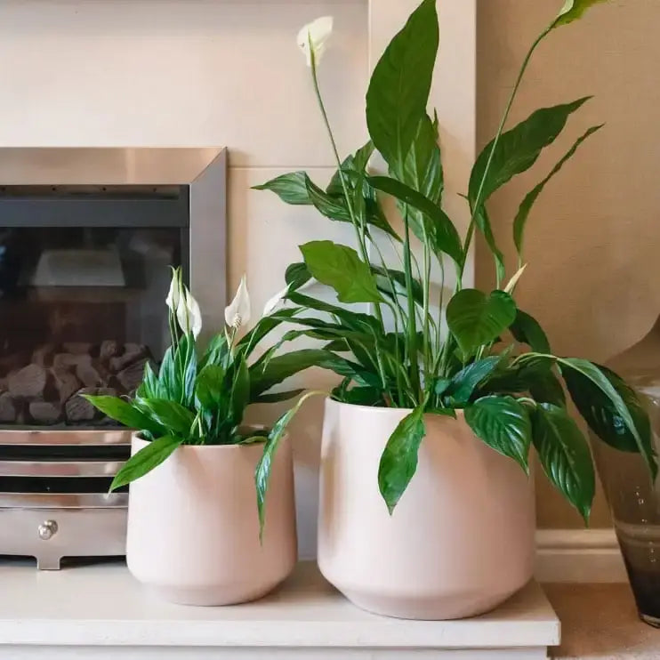 Spathiphyllum Floribundum 70mm