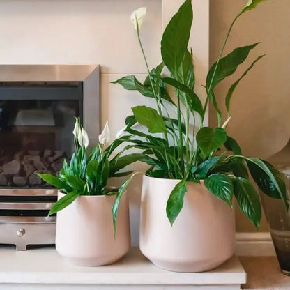 Spathiphyllum Floribundum 70mm